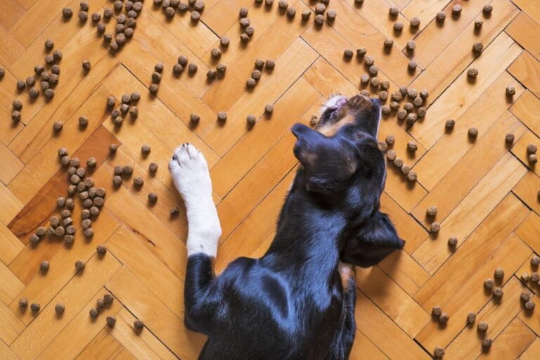 What is kibble featured image (1) dog lying on wooden floor surrounded by kibble