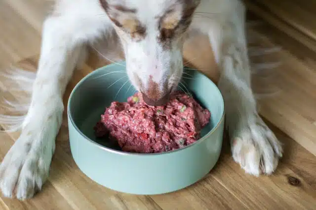 A dog enjoying it raw food dinner from a big green bowl