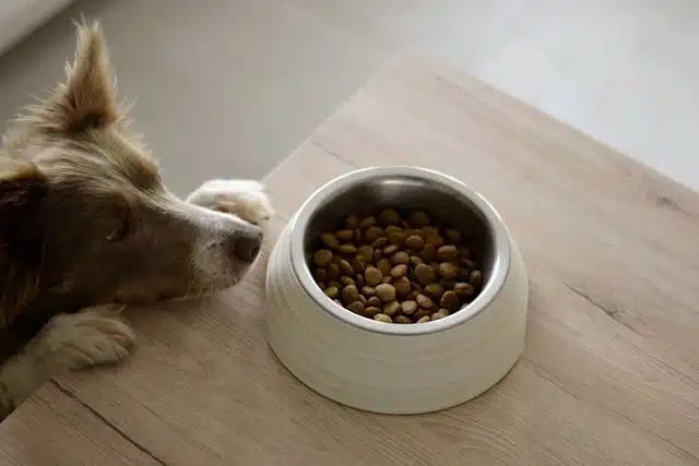 Dog resting on table looking at kibble dinner