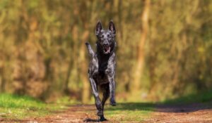 Latest Dog Supplement News