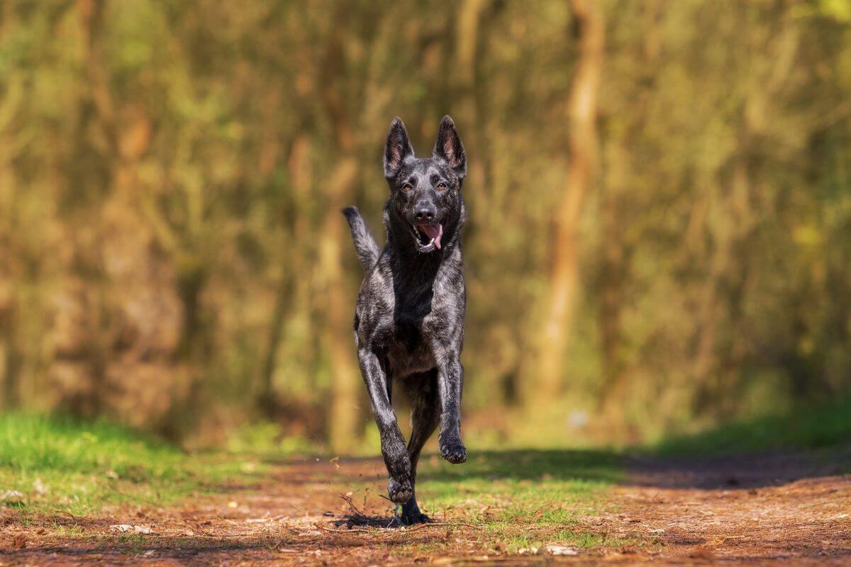 Latest Dog Supplement News