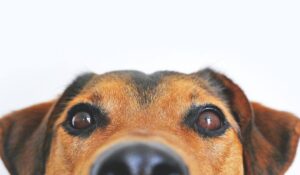 Is Raw Dog Food Safe? The Answer is Yes!