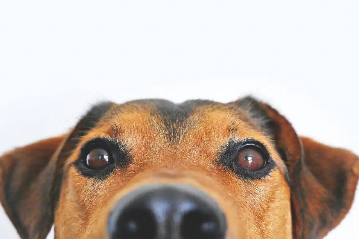 Is Raw Dog Food Safe? The Answer is Yes!