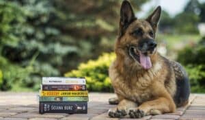 Raw Dog Food Myths & Resources