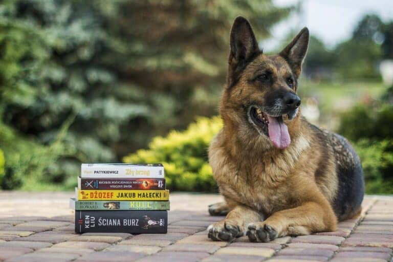 raw dog food myths featured image