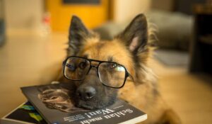 Latest Raw Dog Food Research and Studies