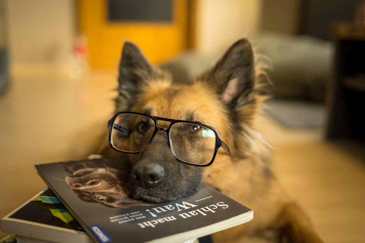 Latest Raw Dog Food Research and Studies