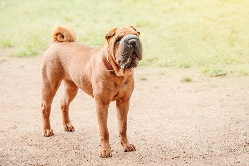 dogs prone to yeast imbalance