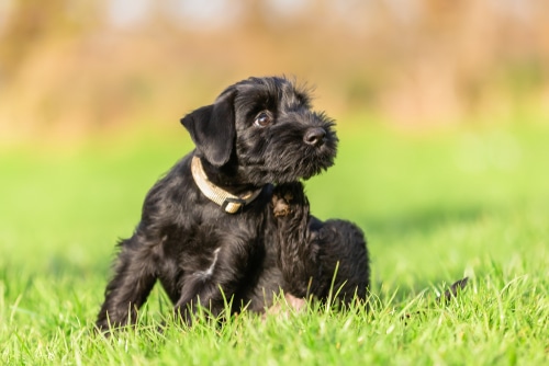 small dog scratching