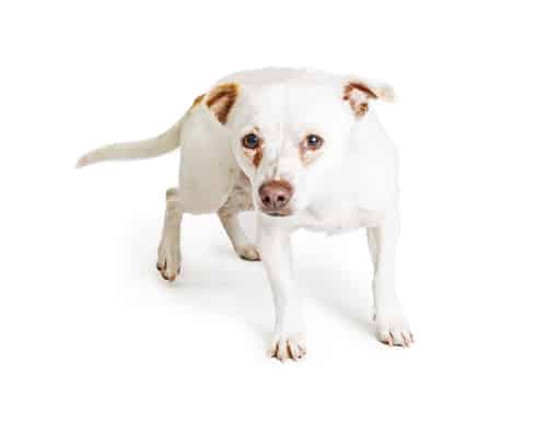 tear stains in dogs