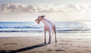 Do Dogs Need Sunscreen
