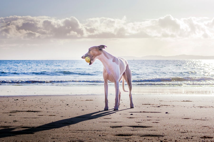 Do Dogs Need Sunscreen