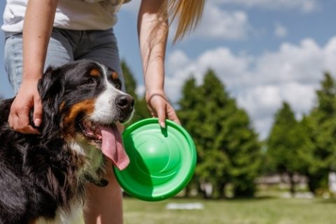 playing with dog in summer