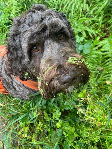 How grass seeds attach to dogs