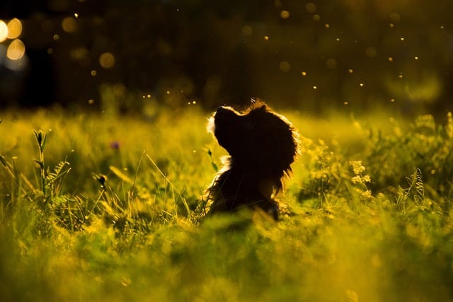 Grass Seeds and Dogs: The Dangers, Removal, and Prevention