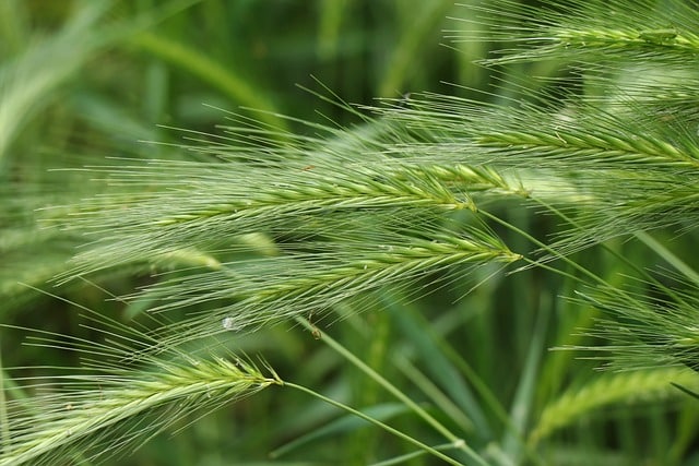 Wall Barley is a common grass seed found in the UK, and can easily attach to dogs’ fur.