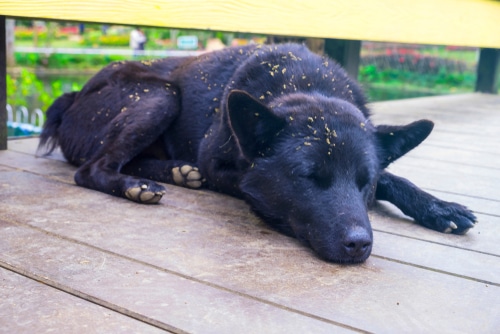 grass seeds on dog