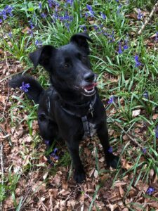 Raw dog food helping allergies