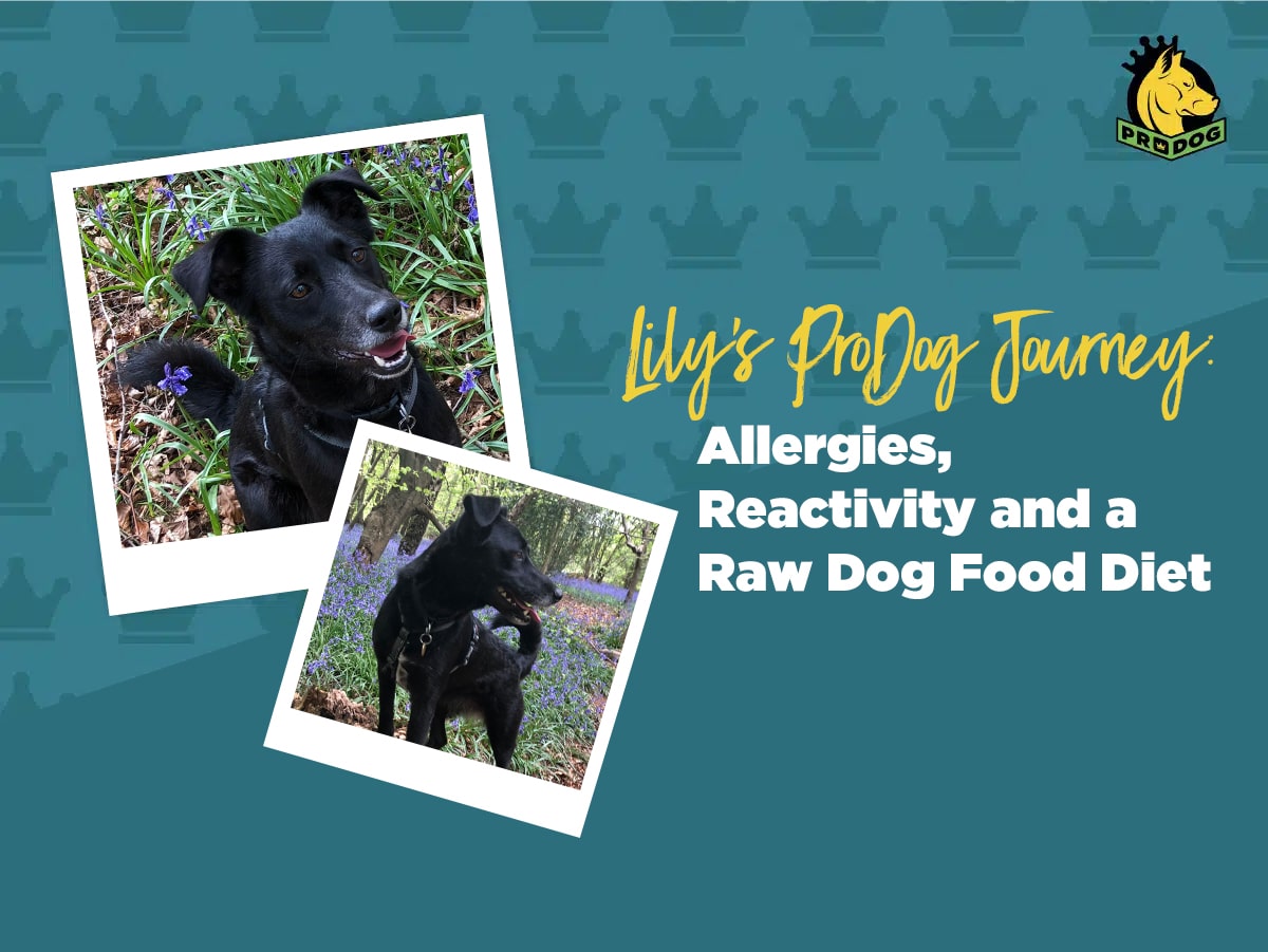 Allergies, Reactivity and a Raw Dog Food Diet