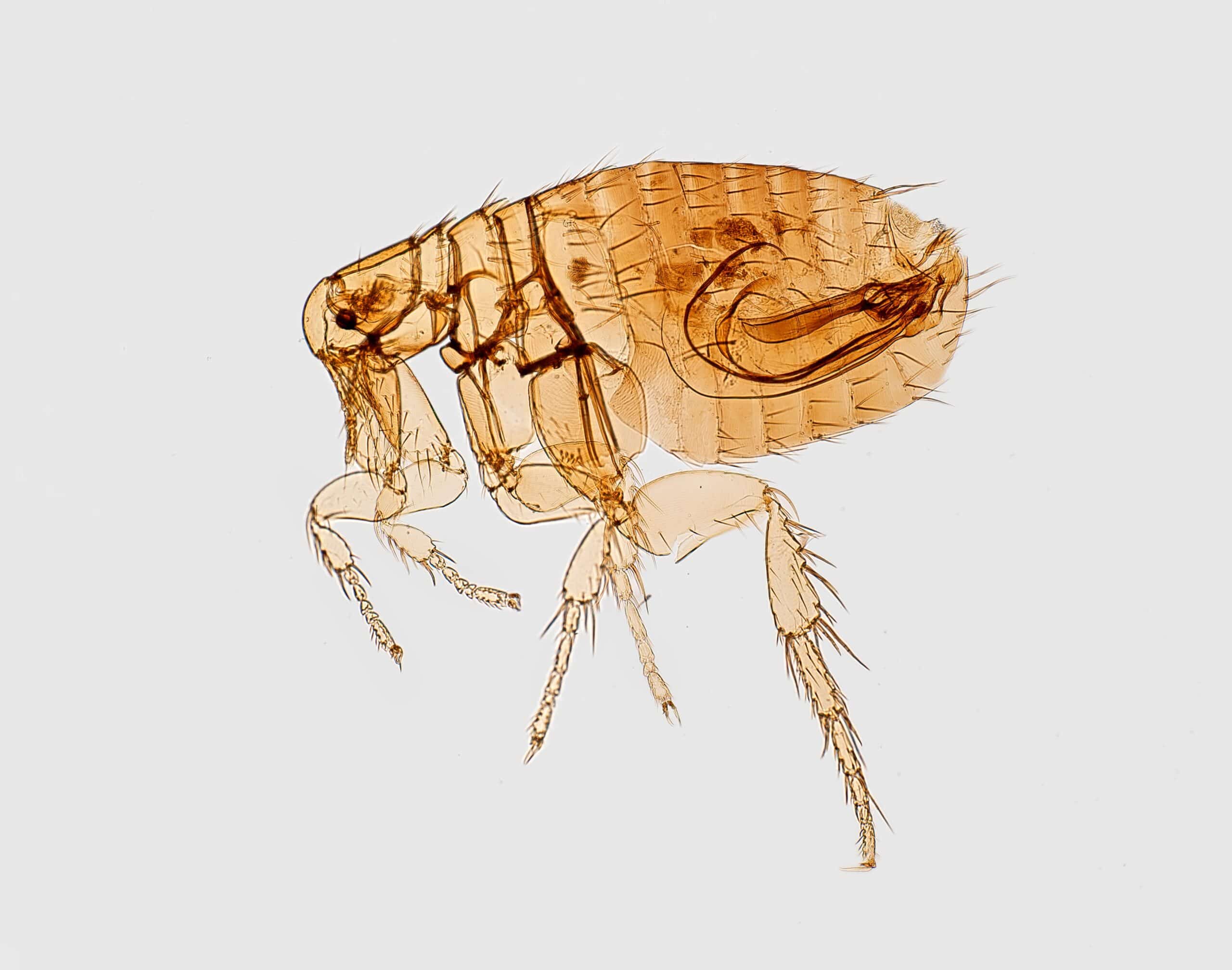 Fleas prevention on dogs
