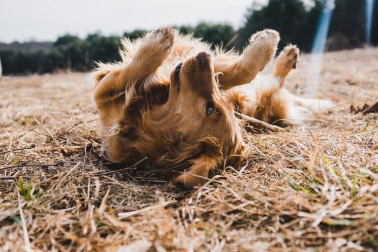Dogs itching more than usual can be a sign of a flea infestation.