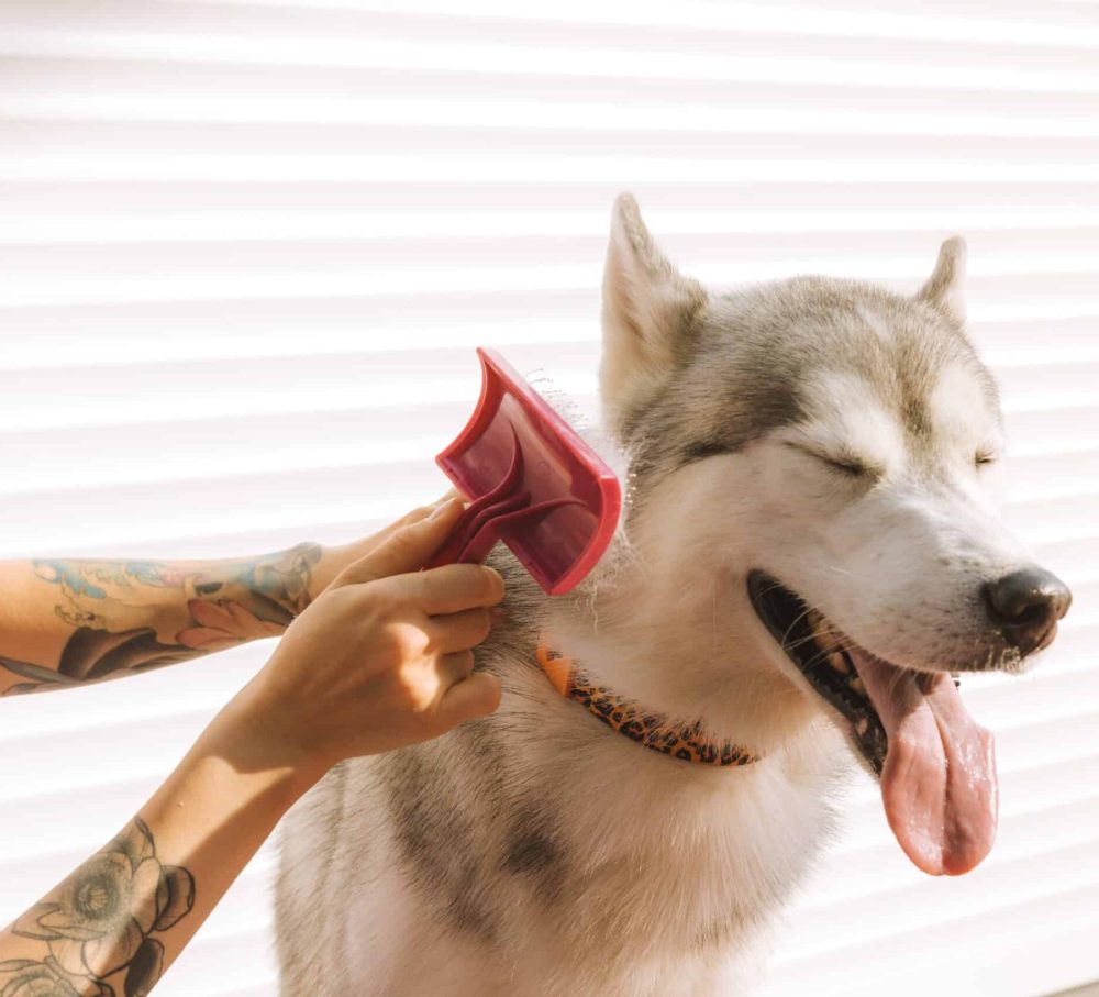 Frequent grooming, brushing, and combing contributes to the defence against fleas.