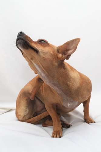 dog scratching