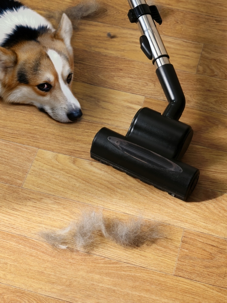 flea treatment
