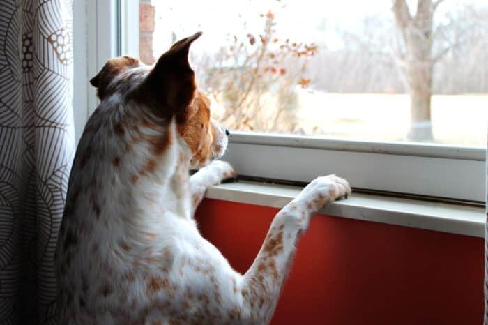 Restricting access to windows can minimise stress for anxious dogs, as they can’t watch you leaving.