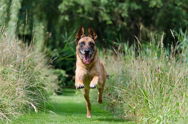 Regular, sufficient exercise helps dogs to feel relaxed and content more often.