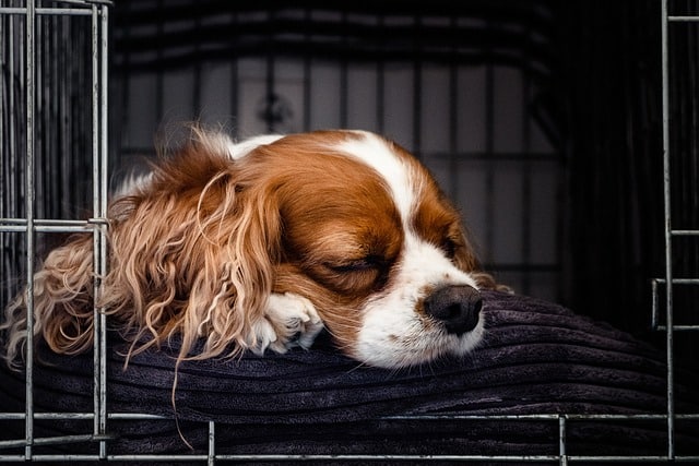 Crates can be helpful for some anxious dogs, as long as they’re seen as a safe space and not confinement.