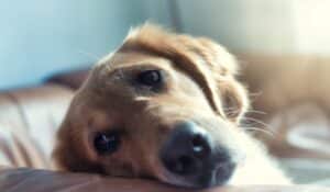 Overcoming Separation Anxiety: A Guide to Help Your Dog Stay Calm Alone