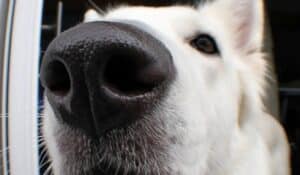 A Guide to Scent Training for Dogs: Unleashing Your Dog’s Superpower