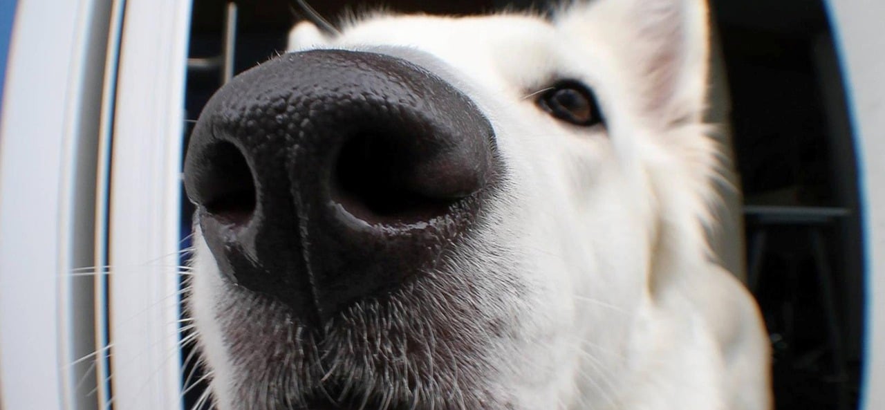A Guide to Scent Training for Dogs: Unleashing Your Dog’s Superpower