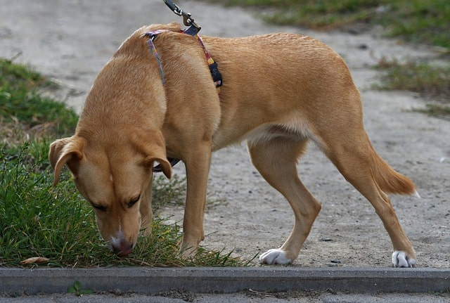 Simply allowing for more sniffy time on walks can do wonders for your dog’s confidence.