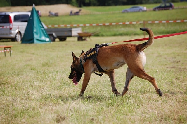 Although certain breeds are often used for scent detection work, any dog can learn to unleash their superpower.