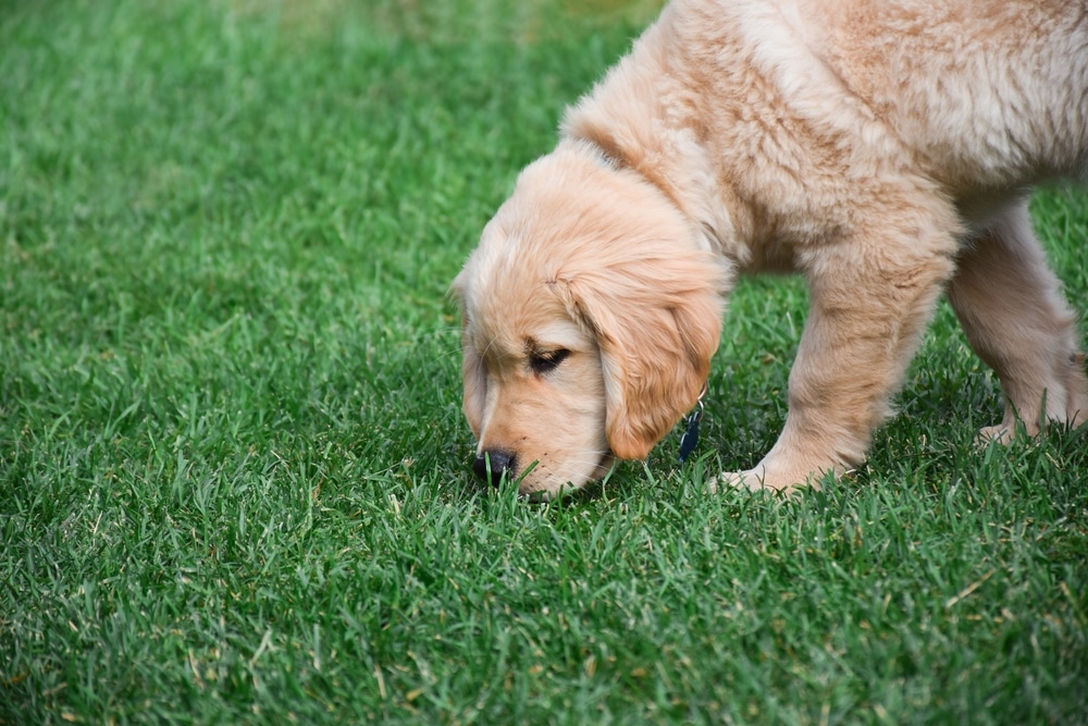 DOG SNIFFING
