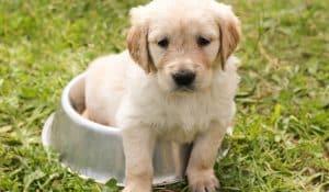 Puppy Raw Feeding & Weaning Guide