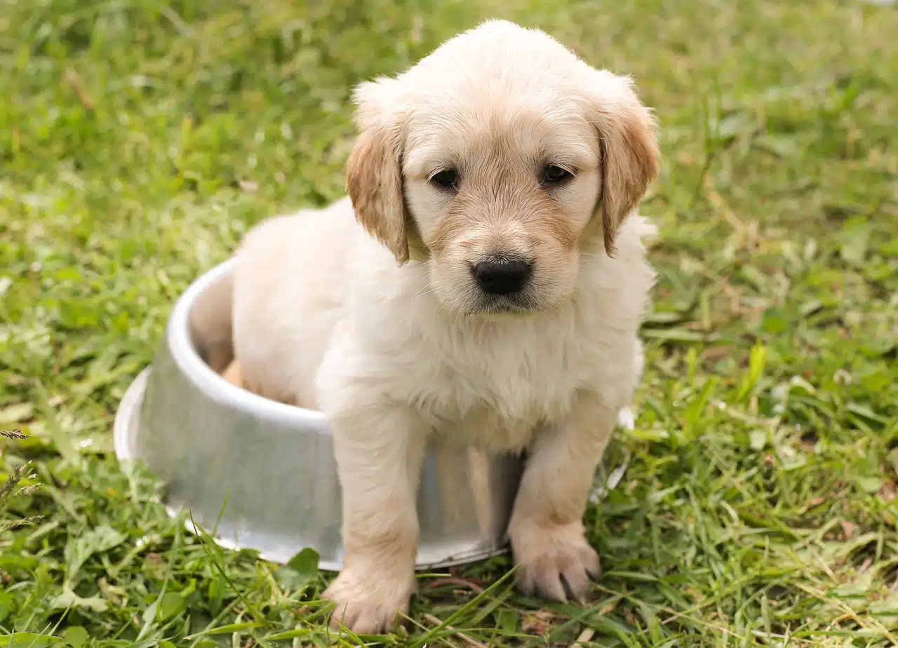 Puppy Raw Feeding & Weaning Guide