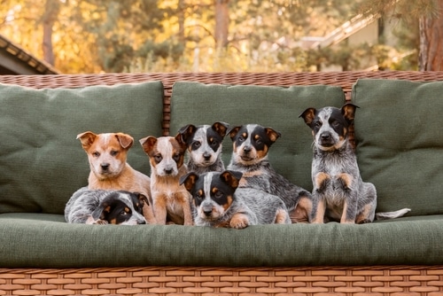 puppies raw fed