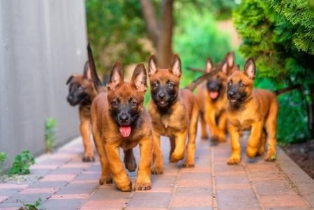 puppy raw feeding advice