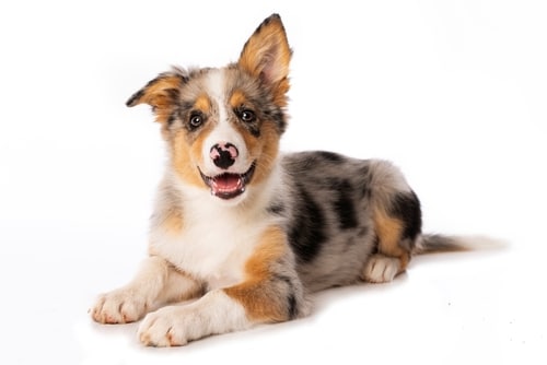 puppy raw feeding guide