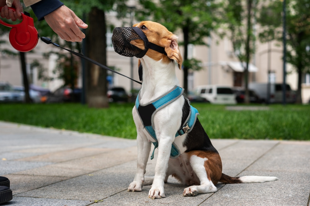 Stress-Free Muzzle Training: A Step-by-Step Approach
