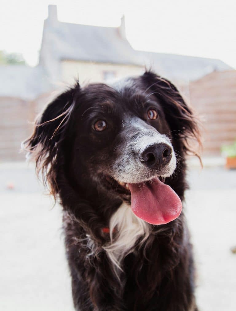 10 benefits of colostrum to dogs