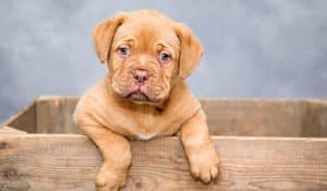 Welcoming a New Puppy: Puppy-Prep Guide from a Canine Behaviourist