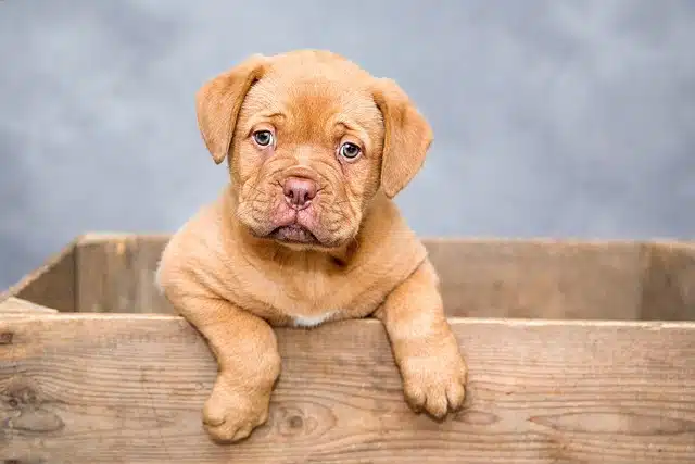 Puppy-prep guide from a canine behaviourist