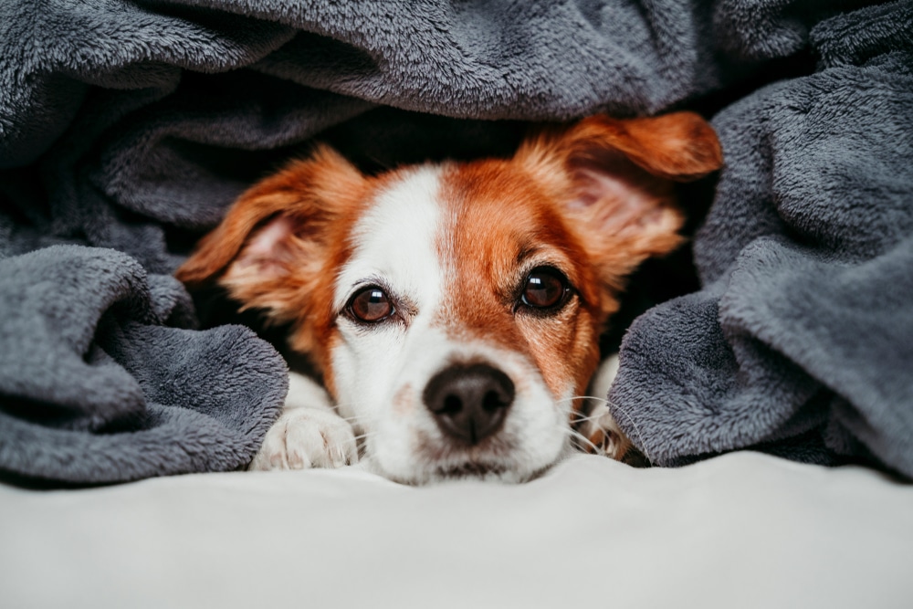 puppy sleeping
