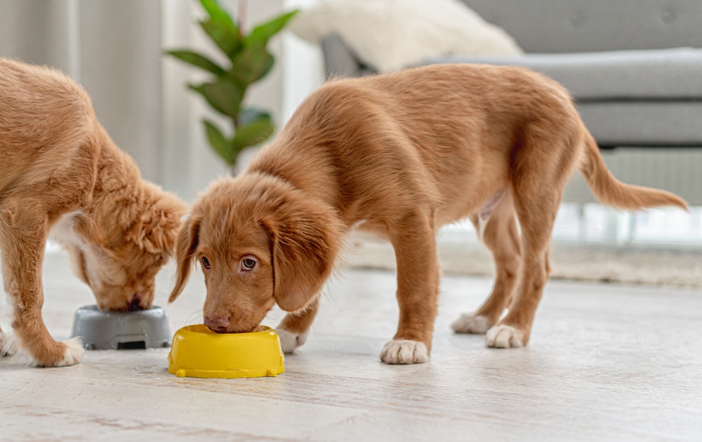 puppy raw feeding