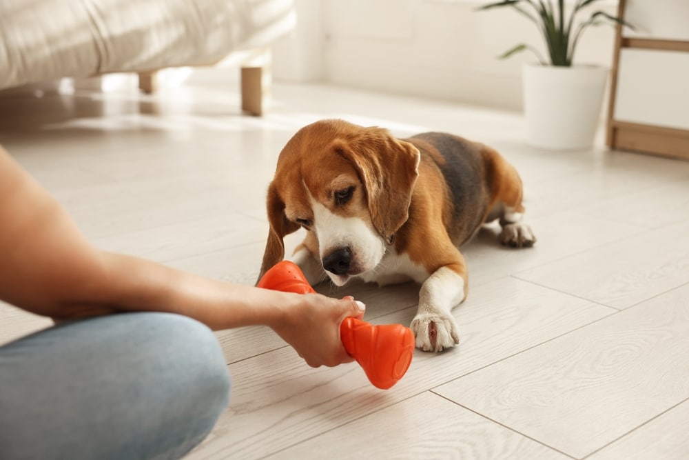 puppy chewing