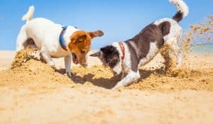 Dog Socialisation: How to Help Your Dog Navigate the Social Scene